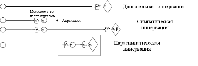 а/х,Двигательная иннервация,н,а/х,н,Адреналин,а/х,н,н/а,α, β ,Мозговое в-во надпочечников,Симпатическая иннервация,а/х,н,а/х,м,Парасимпатическая иннервация