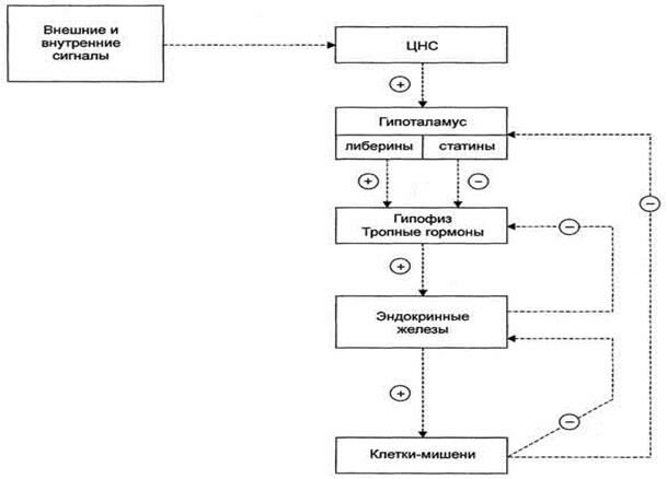 Описание: гормоны.jpg