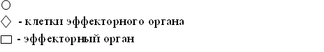 - клетки эффекторного органа,- эффекторный орган