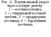 Рис. 11. Вертикальный разрез через костную улитку: 1 — костная колонка; 2 — спиральный костный гребень; 3 — преддверная лестница; 4 — барабанная лестница 