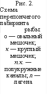 Рис. 2. Схема перепончатого лабиринта рыбы: о — овальный мешочек; к — круглый мешочек; п.к. — полукружные каналы; л — лагена 