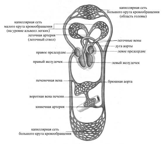 Описание: +Схема кровообращения