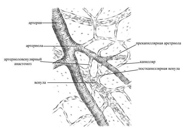 Описание: +Микроциркуляторное русло