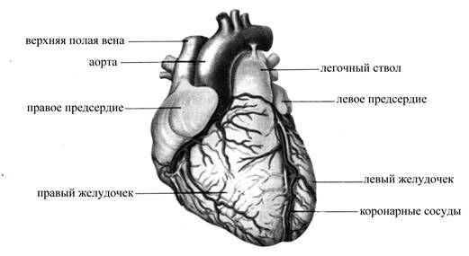 Описание: +Сердце (общий вид)