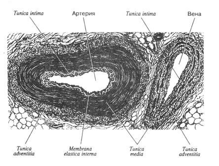Описание: +Артерия и вена (общий вид)