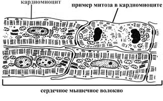Описание: +Сердечные мышечные волокна