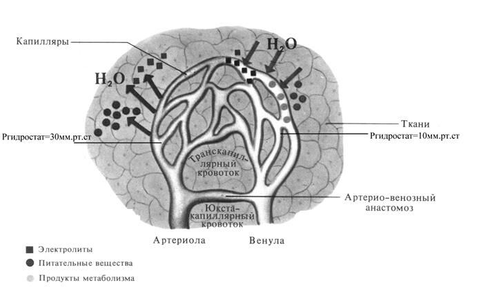 Описание: +Транскапиллярный обмен