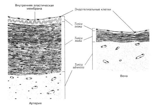 Описание: +Артерия и вена (схема)