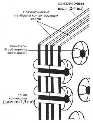 Описание: +Коннексон