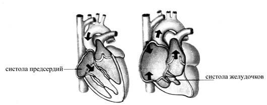 Описание: +Работа сердца