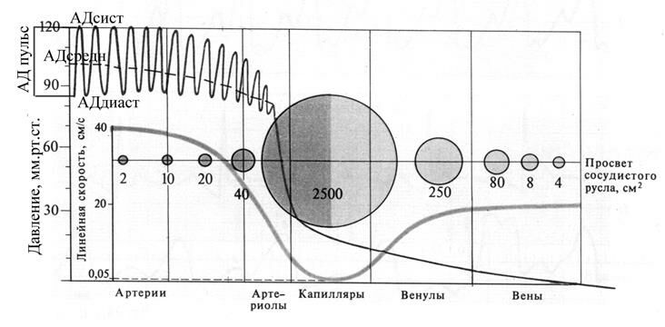 Описание: +Скорость кровотока