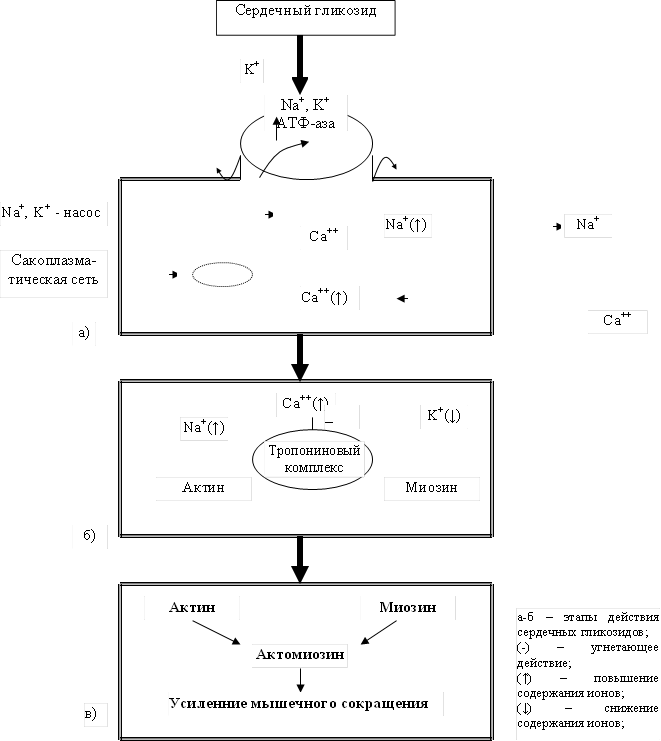 Сердечный гликозид,K+,Na+, K+ АТФ-аза,Na+, K+ - насос,Сакоплазма-тическая сеть,Сa++,Na+(↑),Na+,Сa++(↑),Сa++,а),б),Тропониновый комплекс,Na+(↑),Сa++(↑),K+(↓),Актин,Миозин,_,в),Актин,Миозин,Актомиозин,Усиленние мышечного сокращения,а-б – этапы действия сердечных гликозидов; (-) – угнетающее действие; (↑) – повышение содержания ионов; (↓) – снижение содержания ионов; 