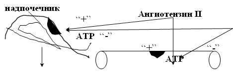 Ангиотензин II,“+”,“-”,“-”, “+”,надпочечник,АТР,АТР