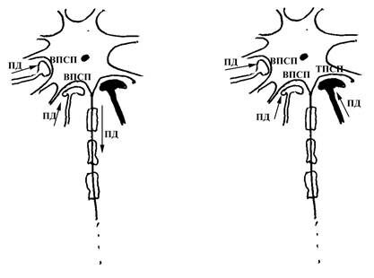 +постсинаптическое торможение