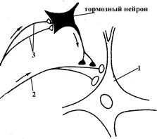 +Пресинаптическое торможение