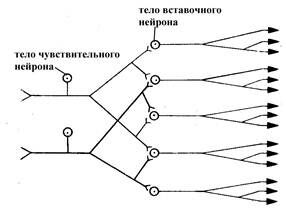 +Дивергенция
