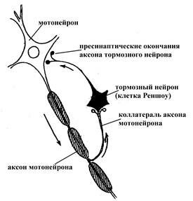 +Возвратное торможение