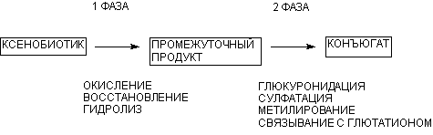 Описание: http://www.medline.ru/public/monografy/toxicology/p4-toxicokinetics/img/t-p79.gif