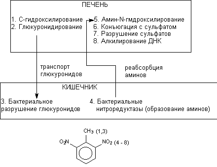 Описание: http://www.medline.ru/public/monografy/toxicology/p4-toxicokinetics/img/t-p131.gif