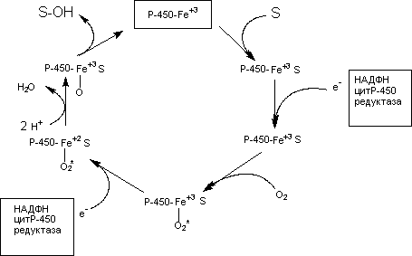 Описание: http://www.medline.ru/public/monografy/toxicology/p4-toxicokinetics/img/t-p106.gif