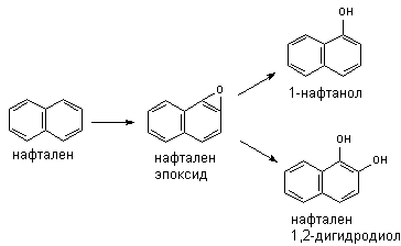 Описание: http://www.medline.ru/public/monografy/toxicology/p4-toxicokinetics/img/t-p107.gif