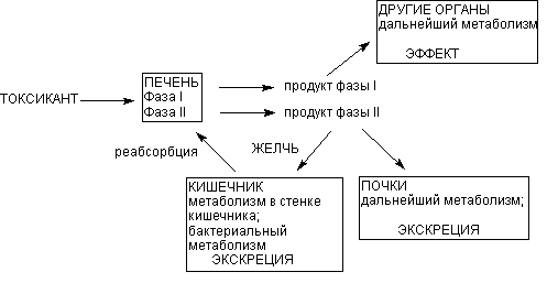 Описание: http://www.medline.ru/public/monografy/toxicology/p4-toxicokinetics/img/t-p83.gif