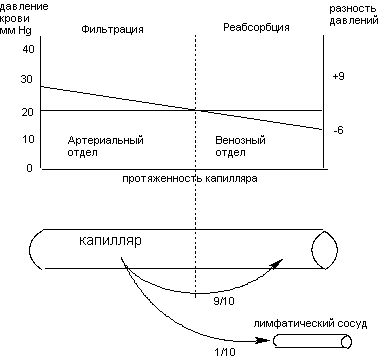 Описание: http://www.medline.ru/public/monografy/toxicology/p4-toxicokinetics/img/t-p74.gif