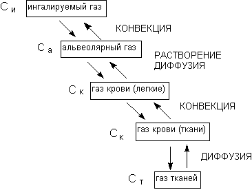 Описание: http://www.medline.ru/public/monografy/toxicology/p4-toxicokinetics/img/t-p76.gif