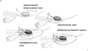 Описание: Описание: Простатит. Заболевания половых органов
