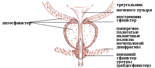 Описание: Простатит. Заболевания половых органов