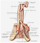 Описание: Простатит. Заболевания половых органов
