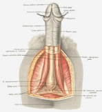 Описание: Простатит. Заболевания половых органов