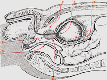 Описание: Описание: Простатит. Заболевания половых органов