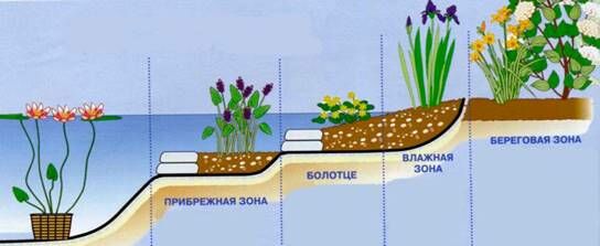Описание: C:UsersЯDesktopСельское хозяйство и пищевая промышленностьДекоративное садоводствоmediaimage25.jpeg