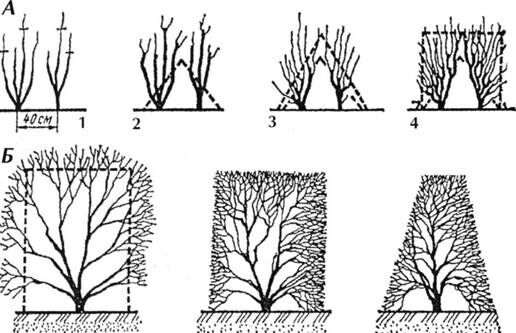 Описание: C:UsersЯDesktopСельское хозяйство и пищевая промышленностьДекоративное садоводствоmediaimage26.jpeg