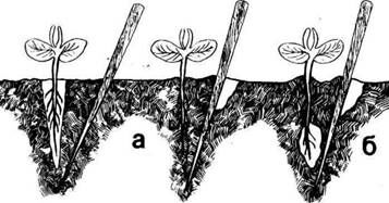 Описание: C:UsersЯDesktopСельское хозяйство и пищевая промышленностьДекоративное садоводствоmediaimage1.jpeg