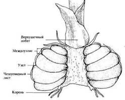 Описание: C:UsersЯDesktopСельское хозяйство и пищевая промышленностьДекоративное садоводствоmediaimage2.jpeg