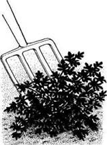 Описание: C:UsersЯDesktopСельское хозяйство и пищевая промышленностьДекоративное садоводствоmediaimage12.jpeg