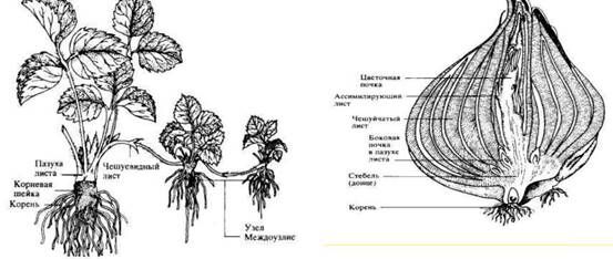 Описание: C:UsersЯDesktopСельское хозяйство и пищевая промышленностьДекоративное садоводствоmediaimage3.jpeg