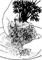 Описание: C:UsersЯDesktopСельское хозяйство и пищевая промышленностьДекоративное садоводствоmediaimage13.jpeg