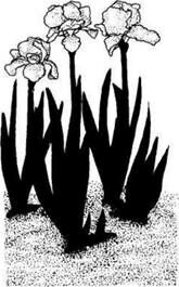 Описание: C:UsersЯDesktopСельское хозяйство и пищевая промышленностьДекоративное садоводствоmediaimage4.jpeg