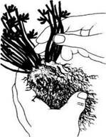 Описание: C:UsersЯDesktopСельское хозяйство и пищевая промышленностьДекоративное садоводствоmediaimage14.jpeg