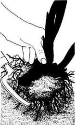 Описание: C:UsersЯDesktopСельское хозяйство и пищевая промышленностьДекоративное садоводствоmediaimage5.jpeg