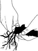 Описание: C:UsersЯDesktopСельское хозяйство и пищевая промышленностьДекоративное садоводствоmediaimage6.jpeg