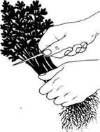 Описание: C:UsersЯDesktopСельское хозяйство и пищевая промышленностьДекоративное садоводствоmediaimage16.jpeg