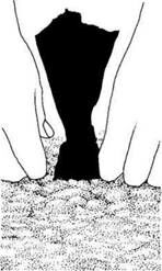 Описание: C:UsersЯDesktopСельское хозяйство и пищевая промышленностьДекоративное садоводствоmediaimage7.jpeg