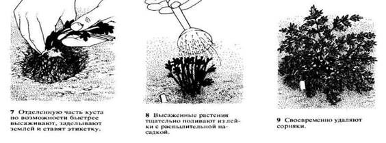 Описание: C:UsersЯDesktopСельское хозяйство и пищевая промышленностьДекоративное садоводствоmediaimage17.jpeg