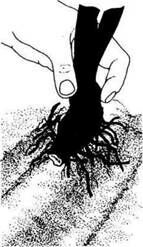 Описание: C:UsersЯDesktopСельское хозяйство и пищевая промышленностьДекоративное садоводствоmediaimage8.jpeg