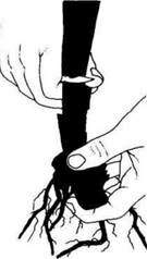 Описание: C:UsersЯDesktopСельское хозяйство и пищевая промышленностьДекоративное садоводствоmediaimage9.jpeg