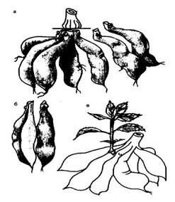 Описание: C:UsersЯDesktopСельское хозяйство и пищевая промышленностьДекоративное садоводствоmediaimage10.jpeg